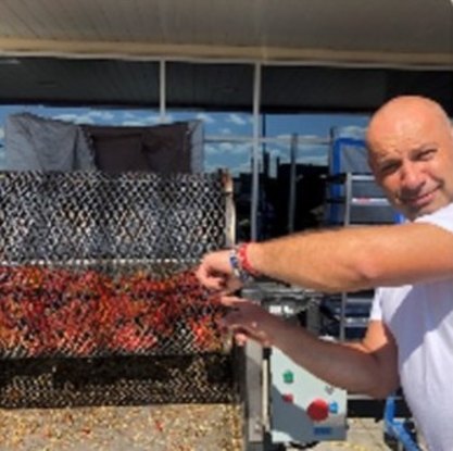 Person tending a pepper roaster filled with fire-roasted red peppers, showcasing fresh local produce preparation.